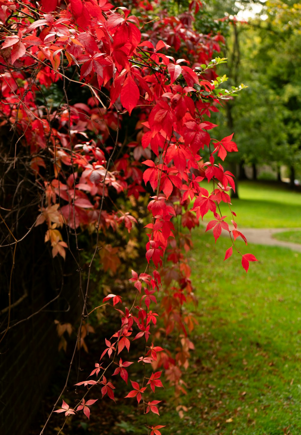 a tree with red leaves in a park