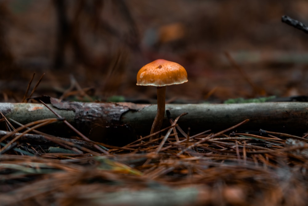 a small orange mushroom sitting on top of a forest floor