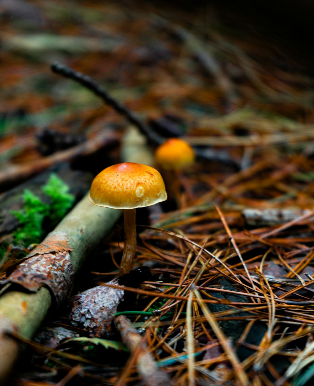 a small orange mushroom sitting on top of a forest floor