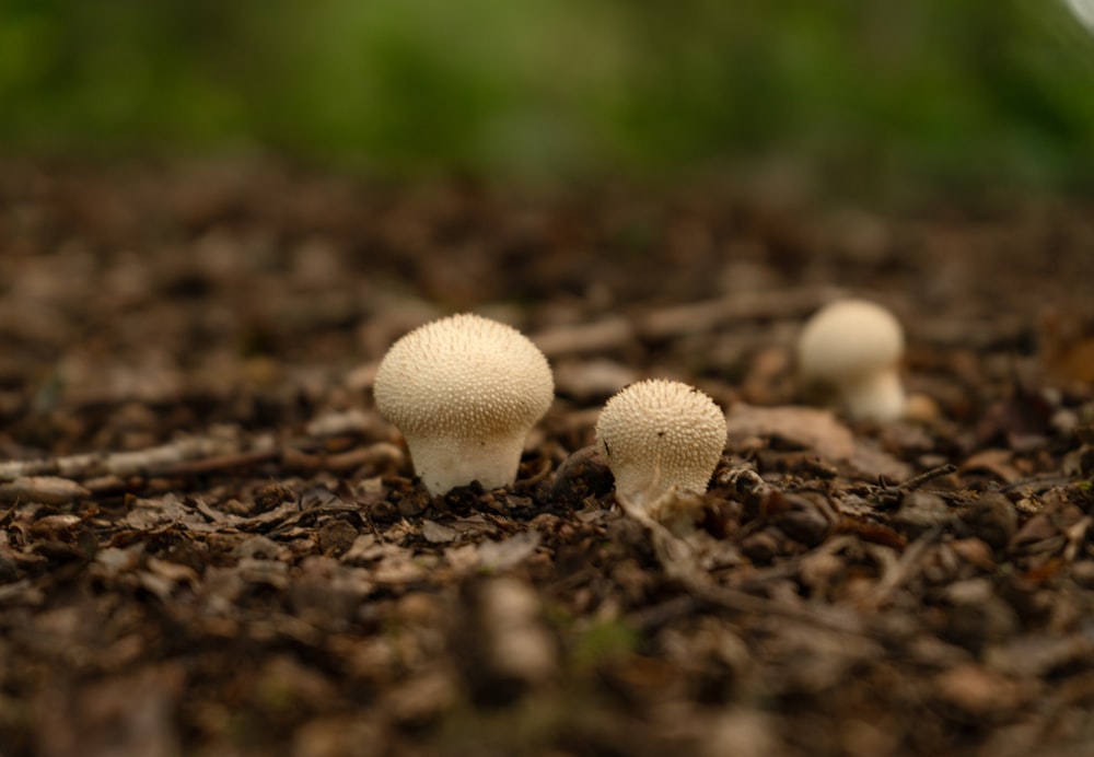 a group of mushrooms sitting on top of a forest floor