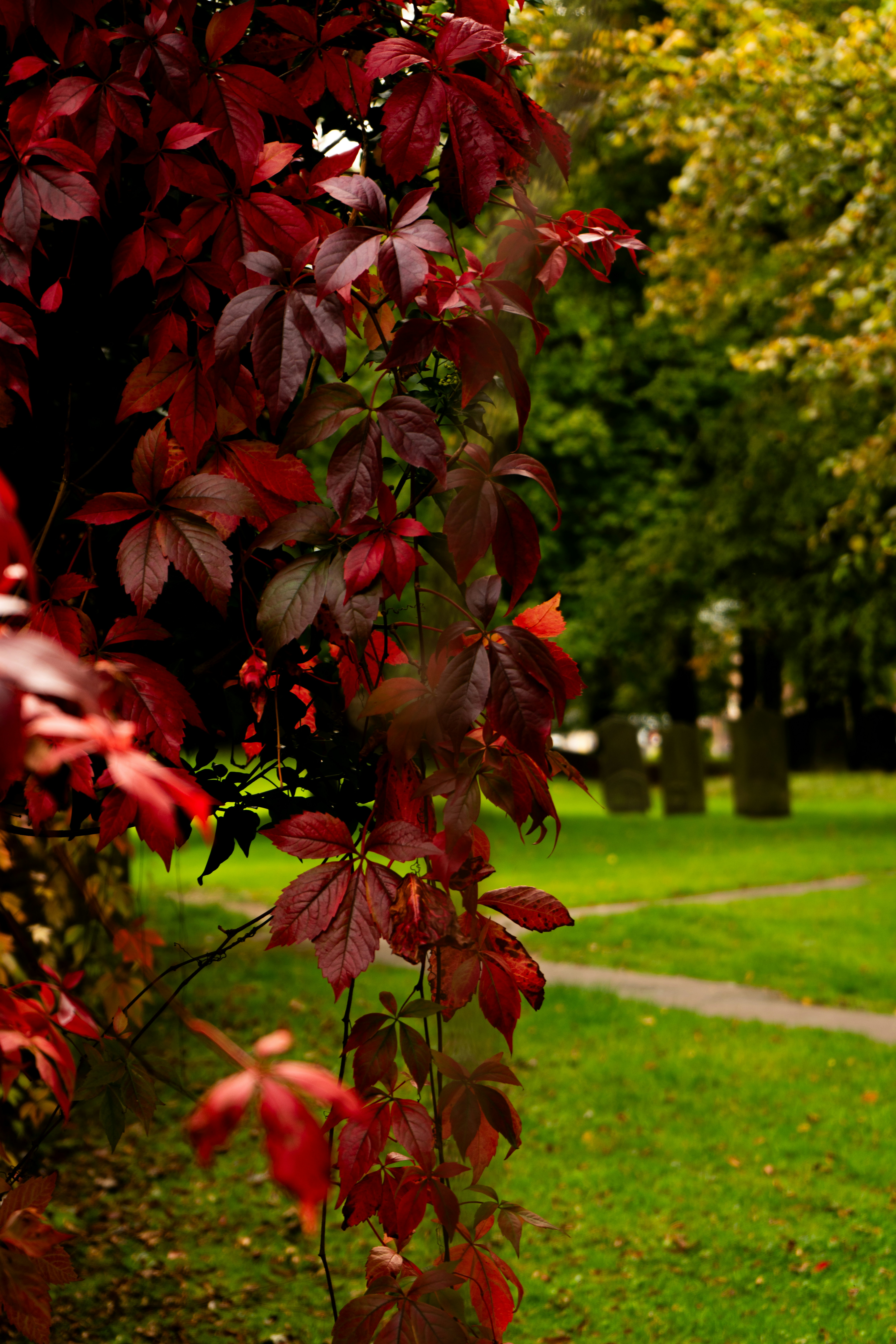 a tree with red leaves in a park