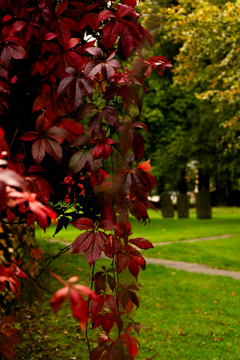uma árvore com folhas vermelhas em um parque