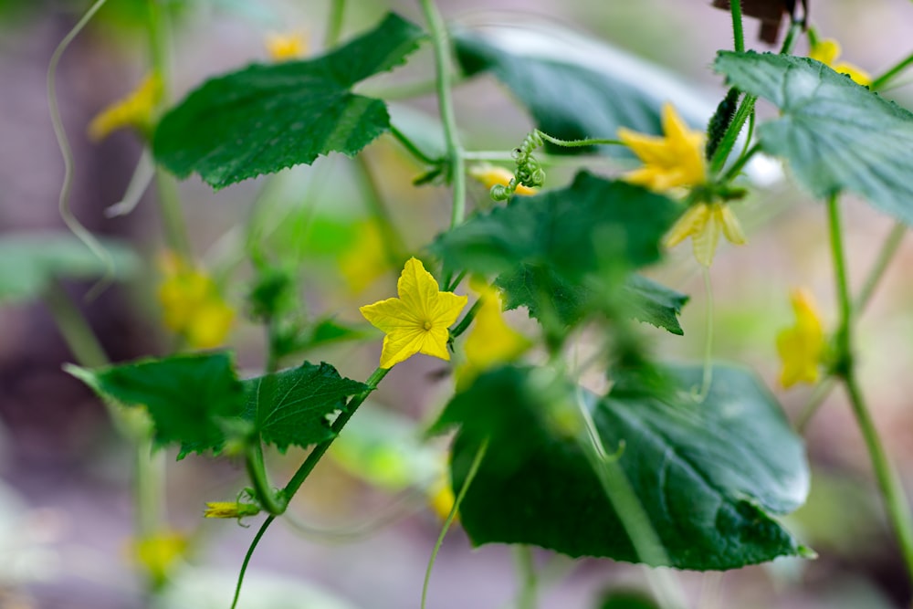 a close up of a plant with yellow flowers