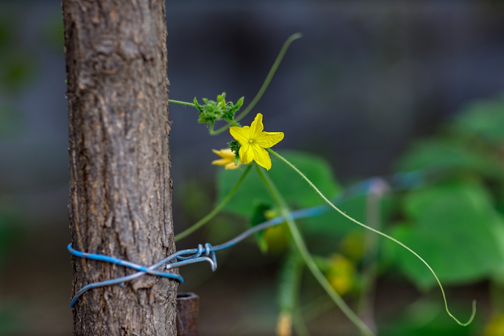 a close up of a flower on a tree