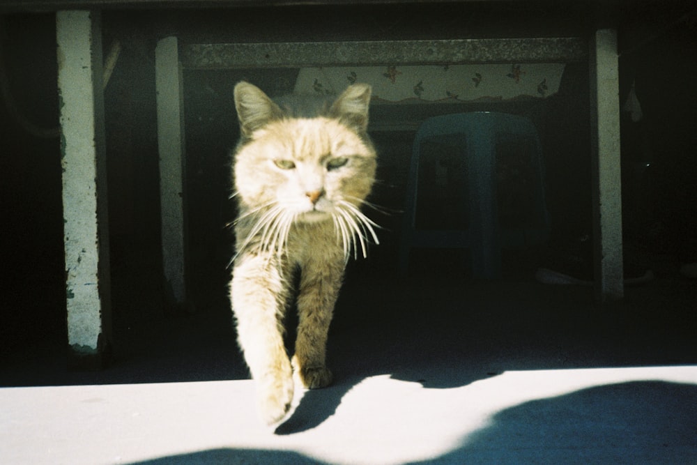 a cat that is walking in the sun