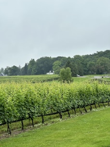 A lush vineyard stretches across the landscape, with rows of grapevines standing neatly in the foreground. Beyond the vineyard, a small white house is situated amidst a backdrop of dense, green forest. The sky is overcast, adding a sense of tranquility to the scene.
