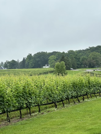A lush vineyard stretches across the landscape, with rows of grapevines standing neatly in the foreground. Beyond the vineyard, a small white house is situated amidst a backdrop of dense, green forest. The sky is overcast, adding a sense of tranquility to the scene.