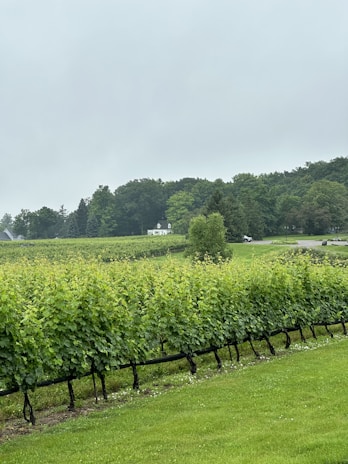 A lush vineyard stretches across the landscape, with rows of grapevines standing neatly in the foreground. Beyond the vineyard, a small white house is situated amidst a backdrop of dense, green forest. The sky is overcast, adding a sense of tranquility to the scene.