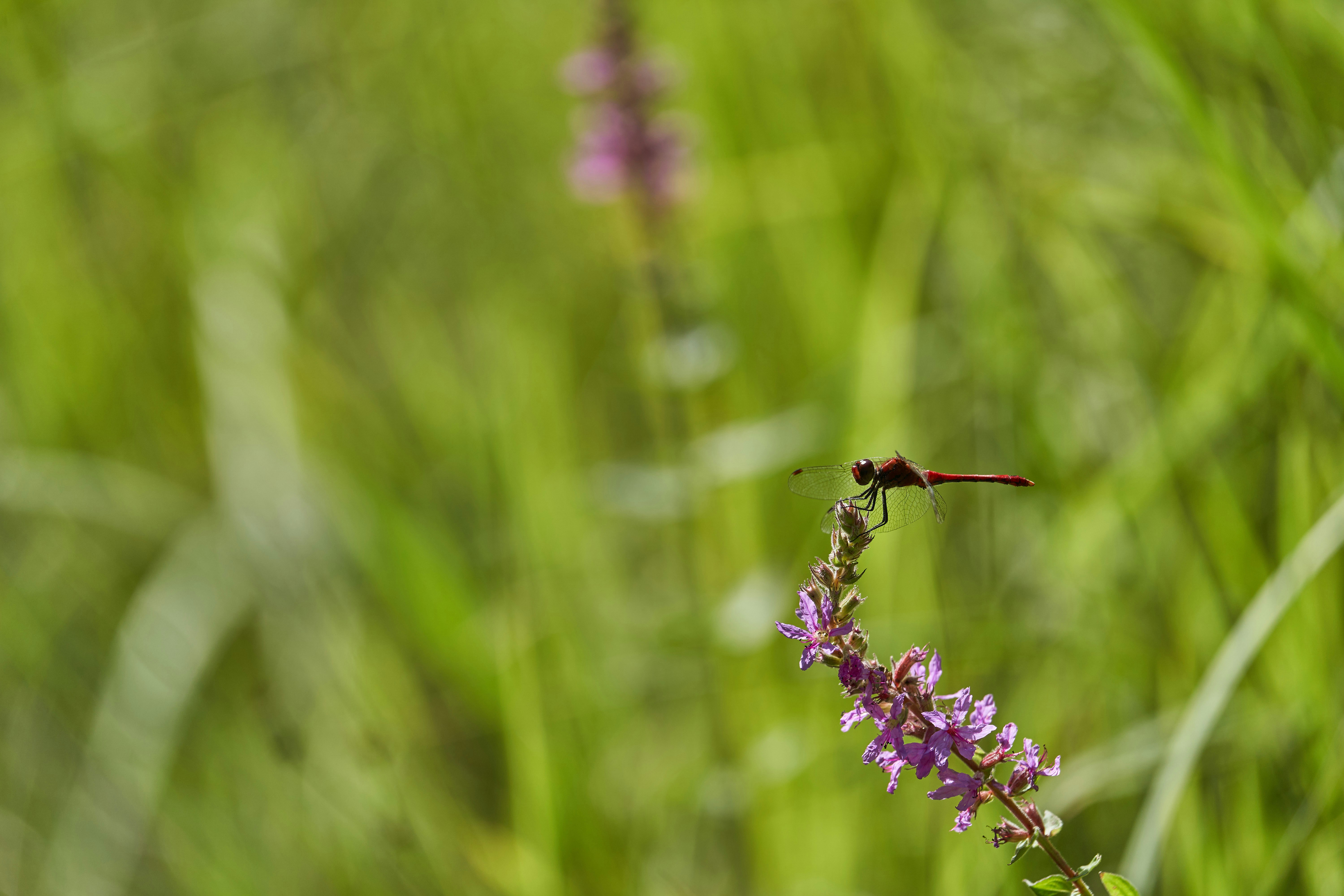 Photo by wolfgang_hasselmann