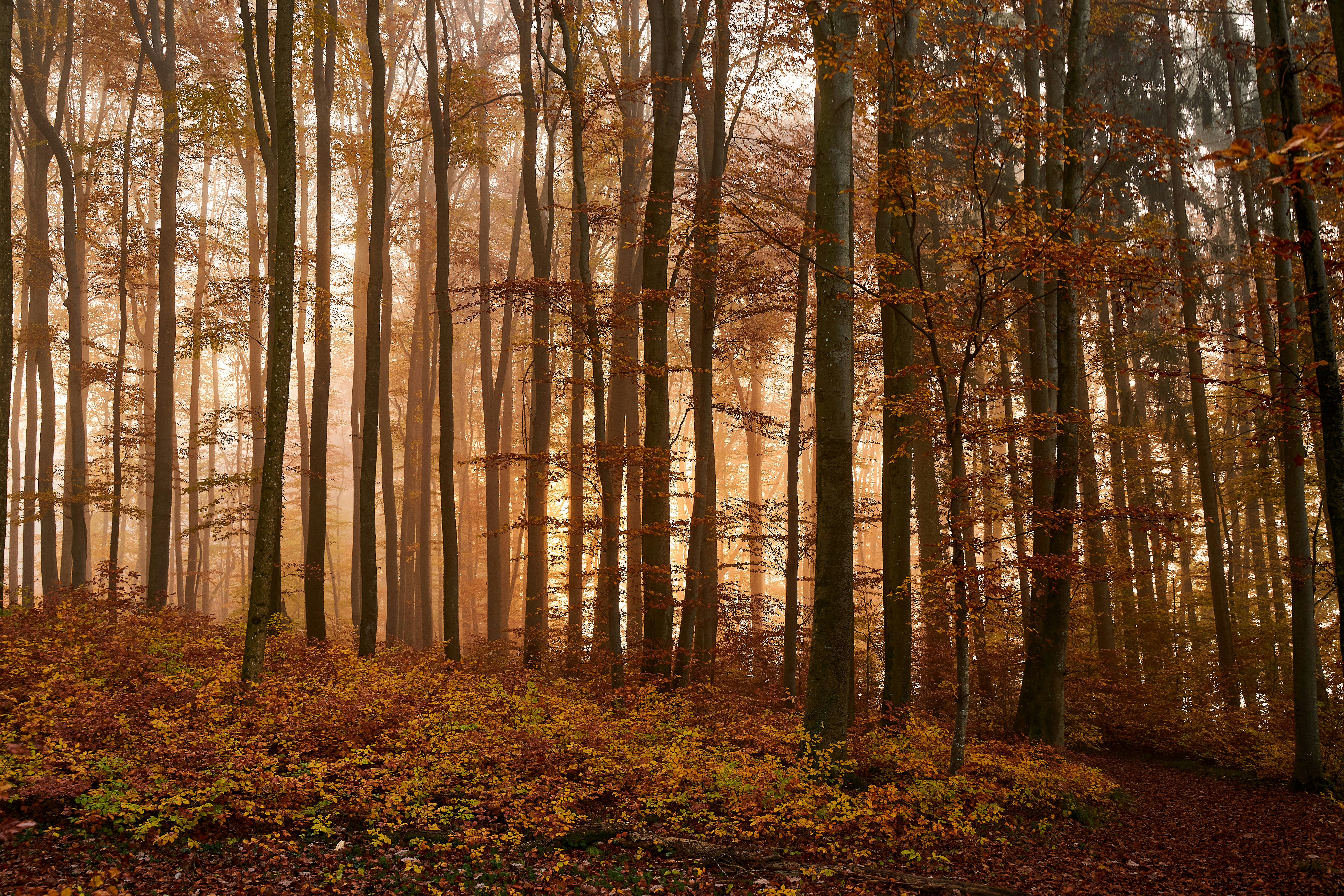 Photo by wolfgang_hasselmann