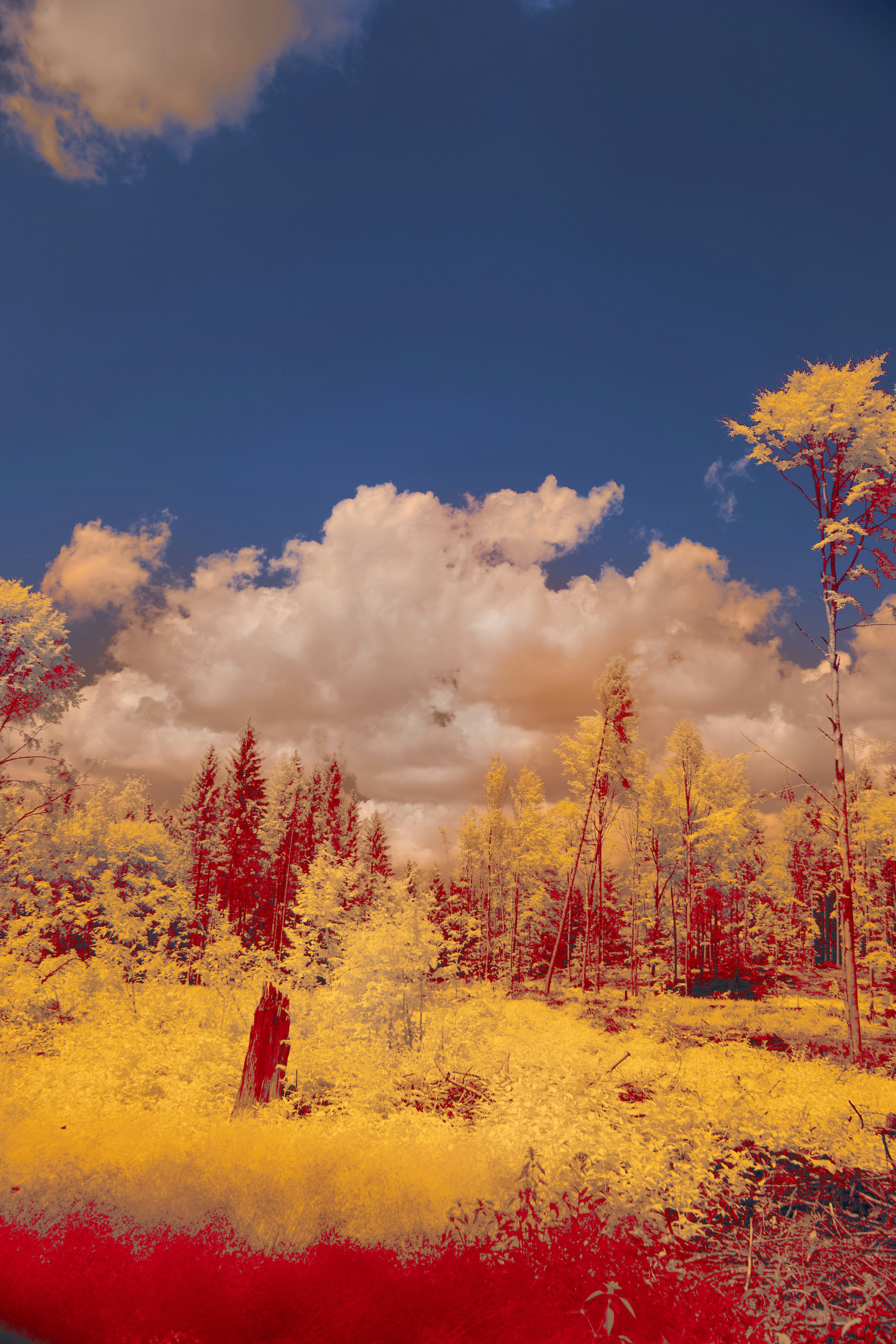 Photo by wolfgang_hasselmann