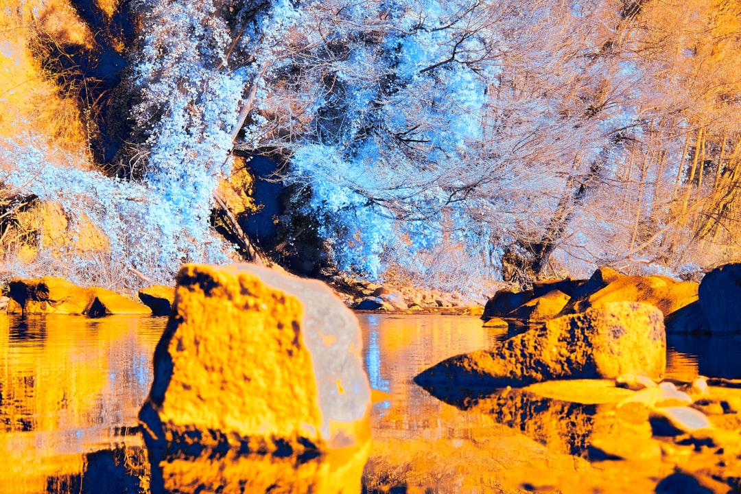 a river with rocks and trees in the background,