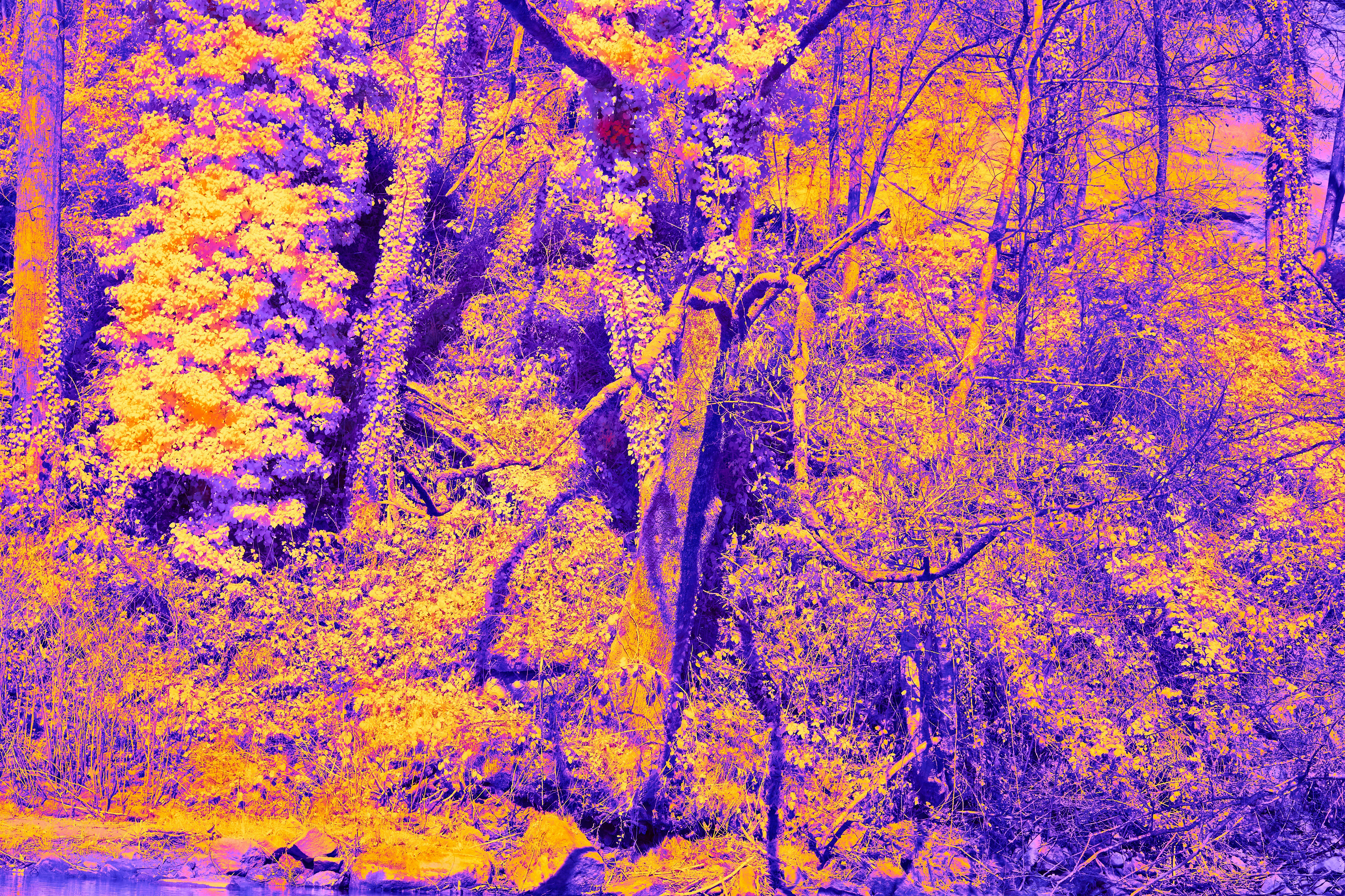 a group of ducks swimming in a lake surrounded by trees