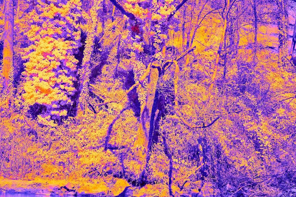 Twilight Reverie