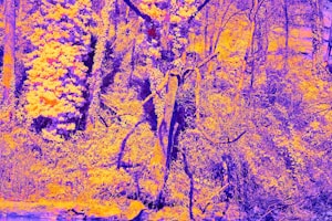 Whimsical Forest Print