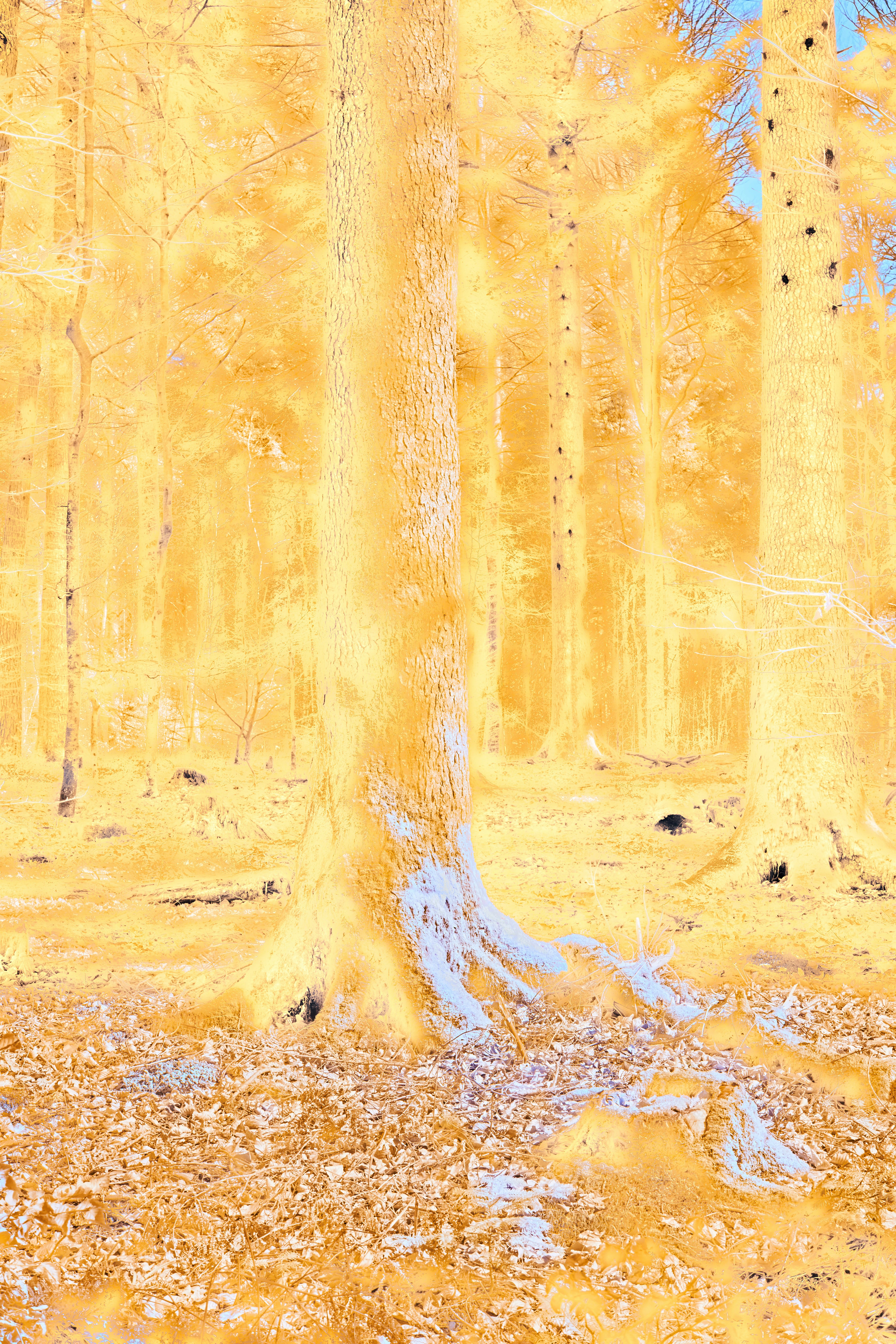 Mystic Forest Coloring Page