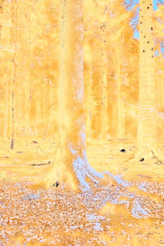 Vintage style cover of 'Electronic Nature' with forest and digital elements blended.