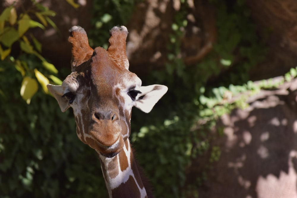 a close up of a giraffe near a tree