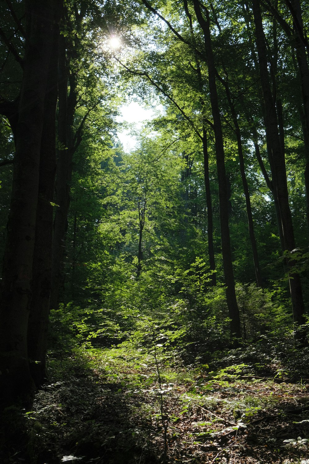 the sun shines through the trees in the forest