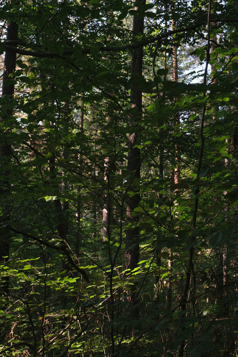 a forest filled with lots of tall trees