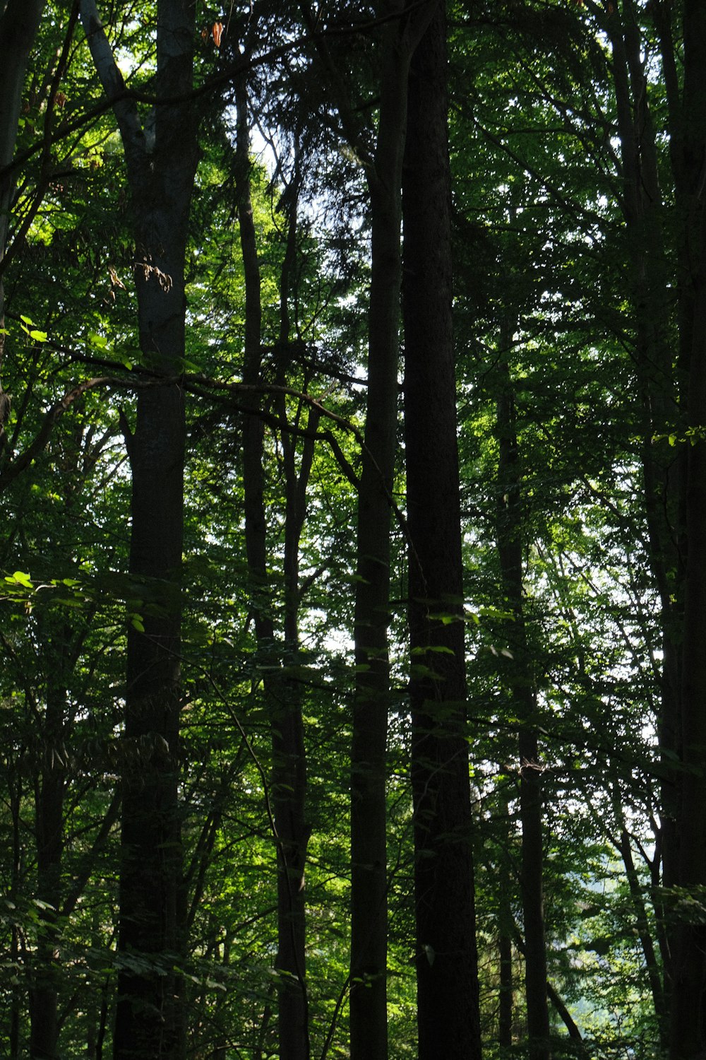 a forest filled with lots of tall trees