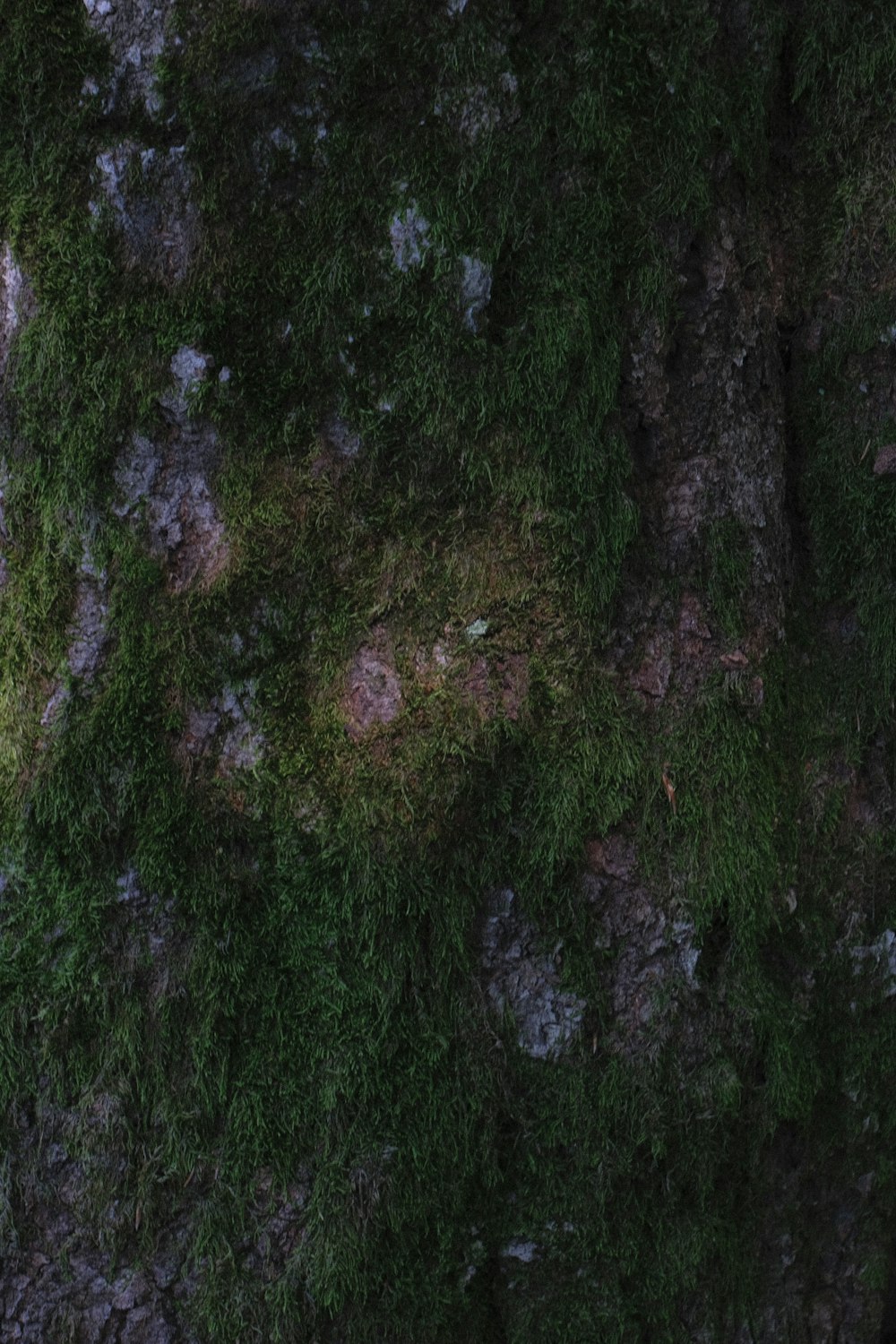 a sheep laying on top of a lush green field