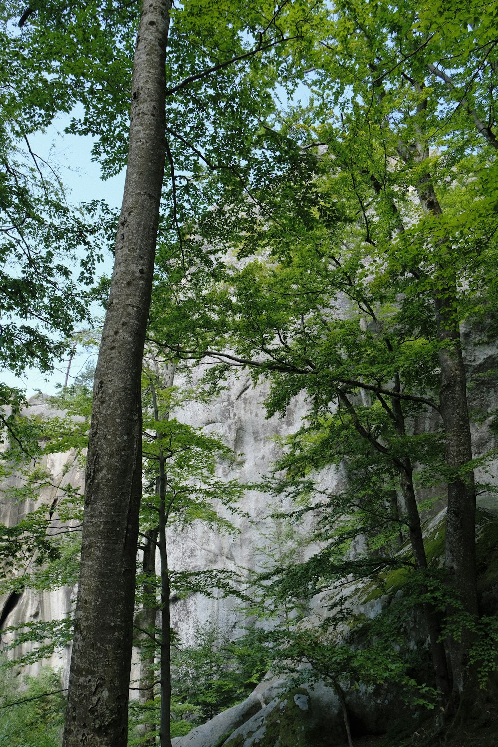 a forest filled with lots of green trees