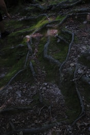 A serene illustration of interconnected roots glowing softly beneath the earth.