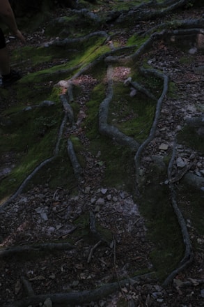 A serene illustration of interconnected roots glowing softly beneath the earth.