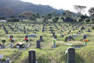 A serene cemetery with rows of gravestones neatly arranged on grassy terrain. Various colorful flower arrangements adorn the graves, adding a touch of vibrancy against the subdued landscape. In the background, there are trees and parked cars, suggesting a peaceful setting adjacent to a road.