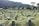 A serene photo of a beautifully arranged grave with lush green plants and delicate flowers.