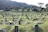 A serene photo of a beautifully arranged grave with lush green plants and delicate flowers.