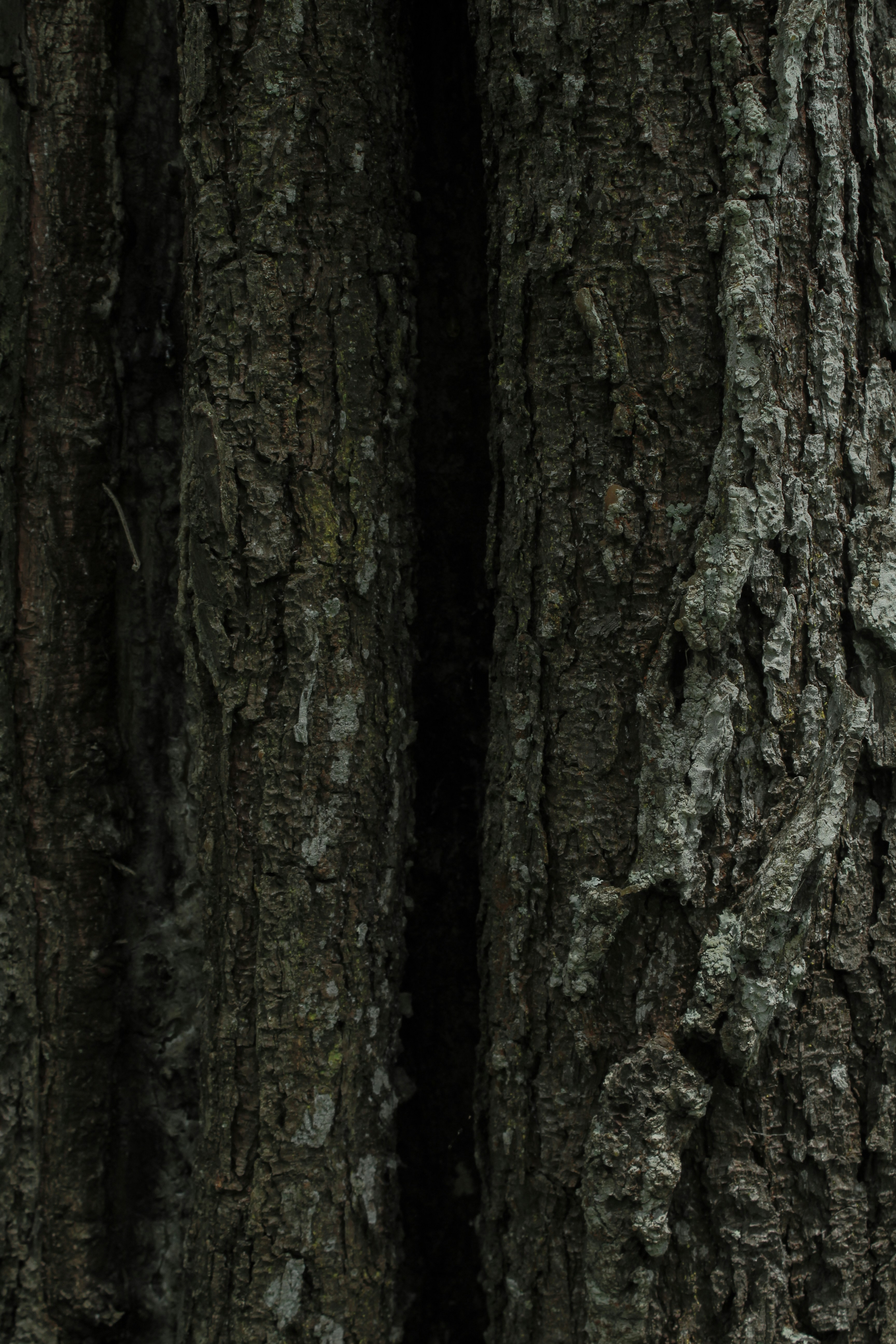 forest wallpaper nature, wallpaper, Bear Resistant Canisters: How to Make Your Own 6