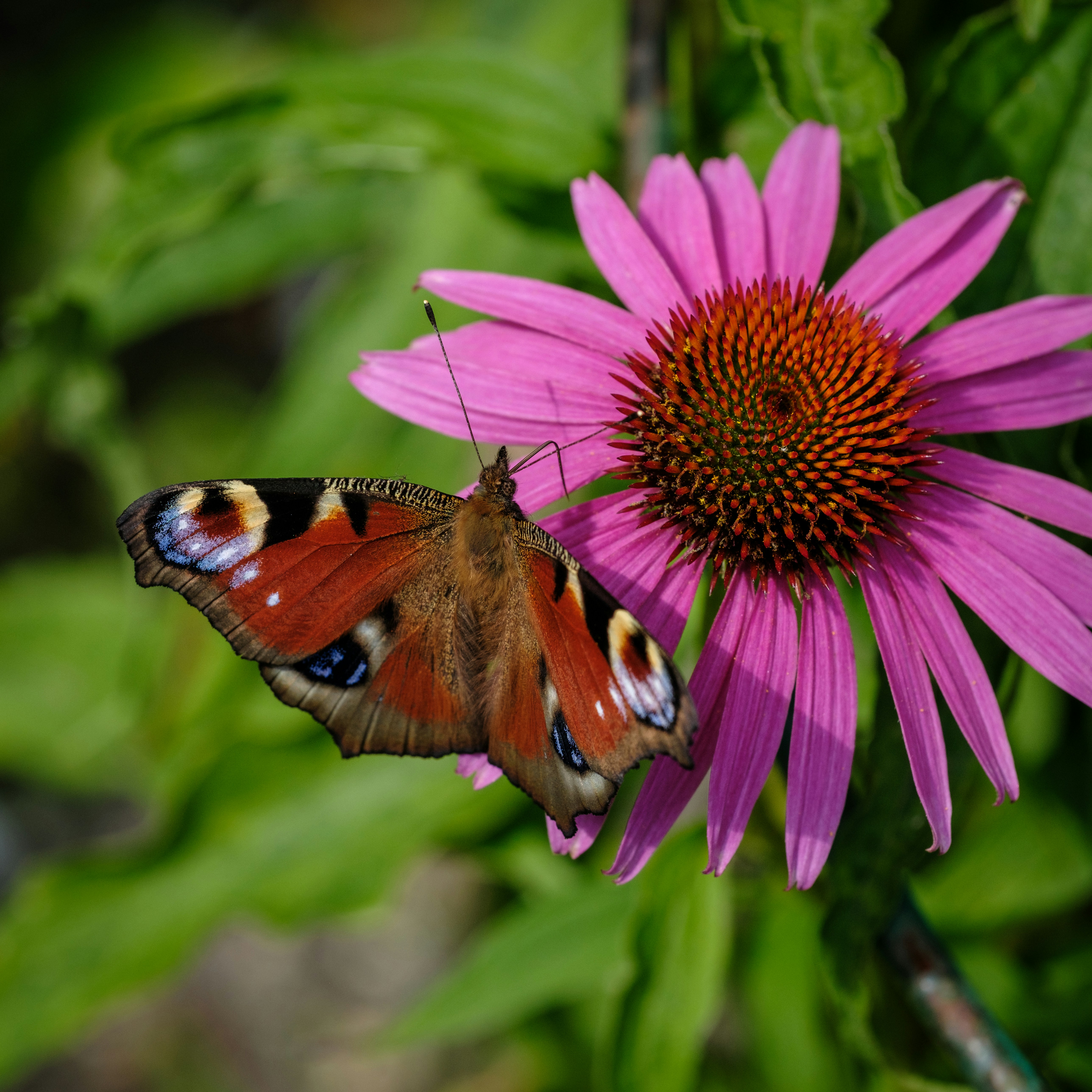 Photo by haberdoedas2