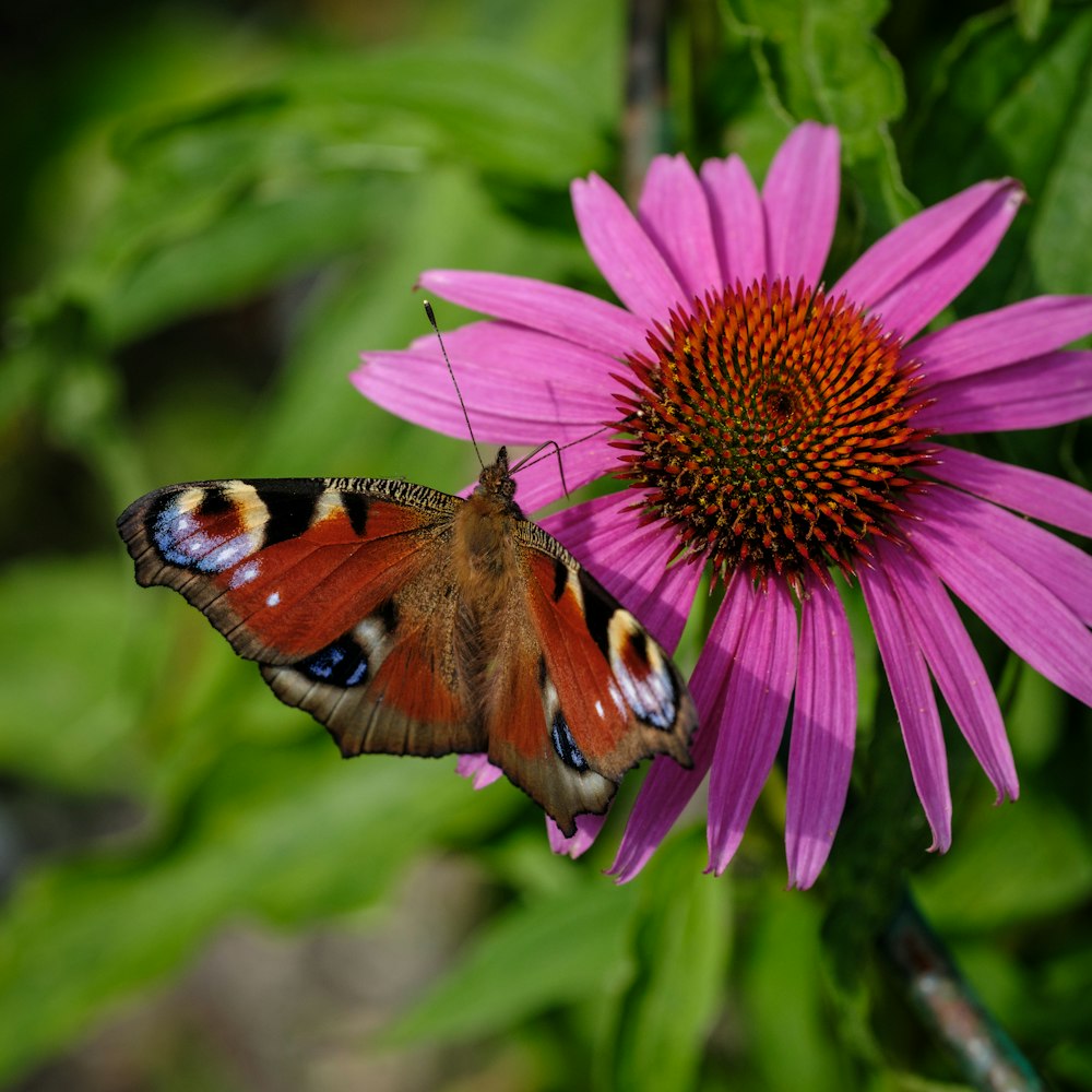 a close up of a butterfly on a flower