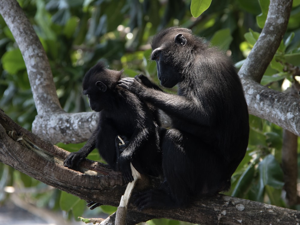 a couple of monkeys sitting on top of a tree branch