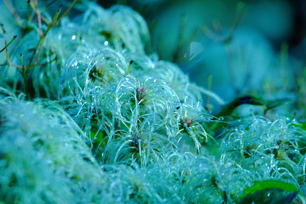 a close up of a mossy plant with drops of water on it