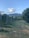 A picturesque vineyard with rows of grapevines supported by wooden posts stretches into the distance. Lush green foliage lines the path, leading to rolling hills under a clear blue sky dotted with fluffy white clouds.