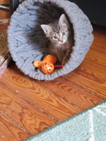 A curious kitten exploring a colorful scarf made just for them.