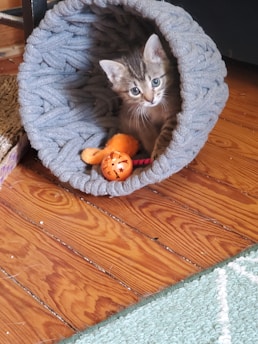 A small kitten with striped fur is peeking out from a soft, woven gray tunnel. Its wide eyes give a curious expression. Nearby, a bright orange toy is visible on the hardwood floor.