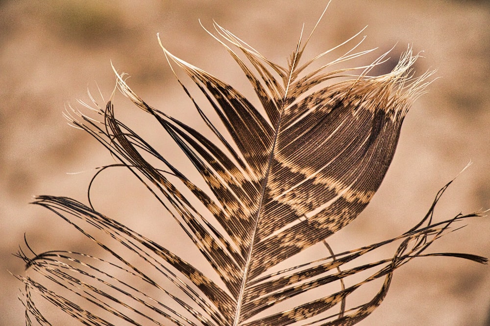 a close up of a plant with a brown background