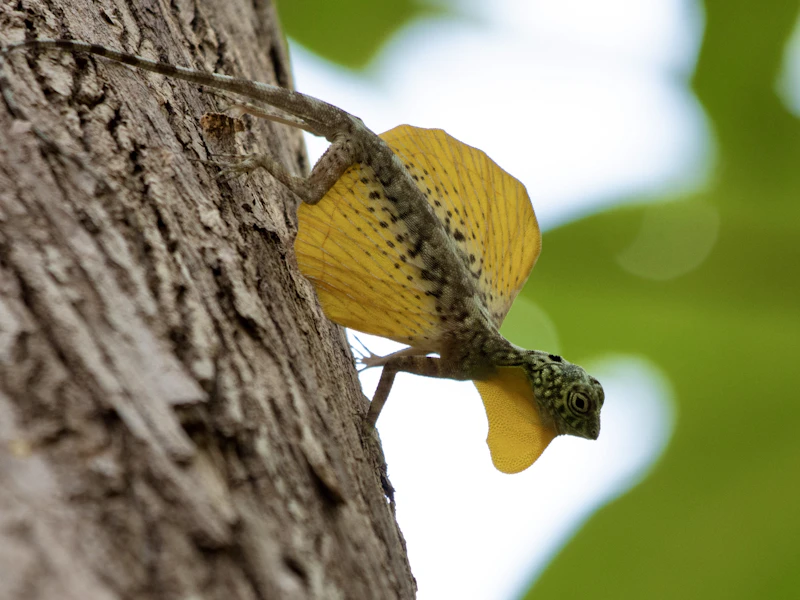 Flying Dragon Lizard (Draco volans) in natural habitat