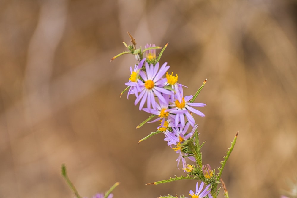 a group of purple flowers sitting on top of a green plant