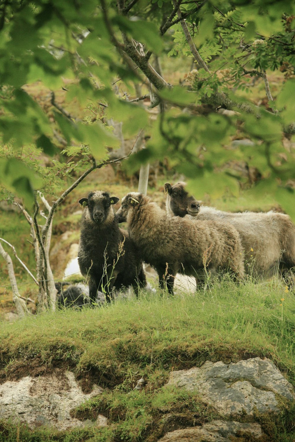 a herd of sheep standing on top of a lush green hillside