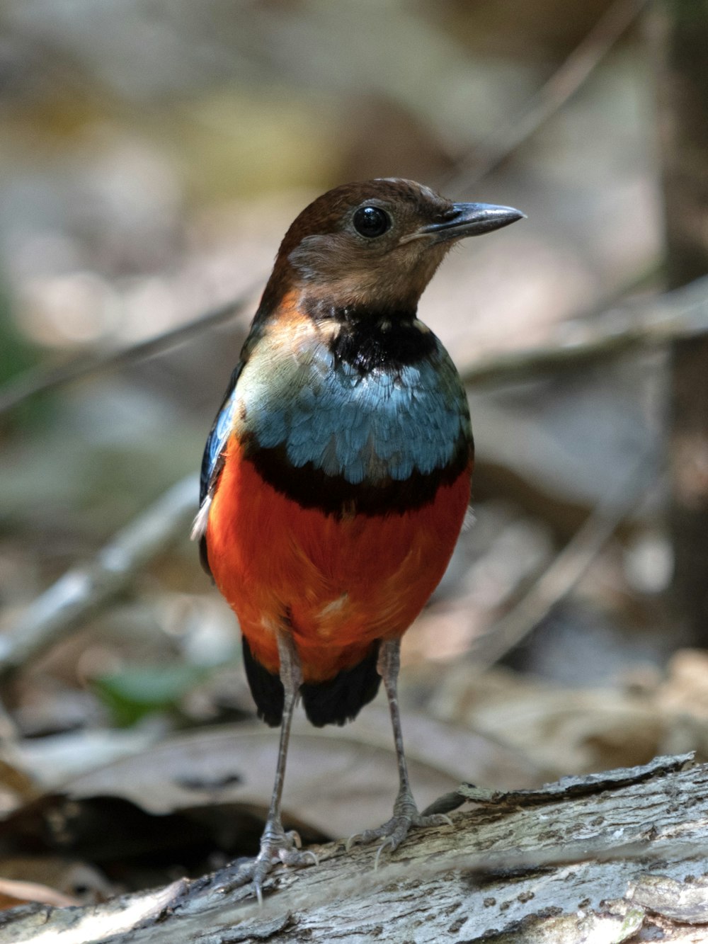 a colorful bird standing on a tree branch