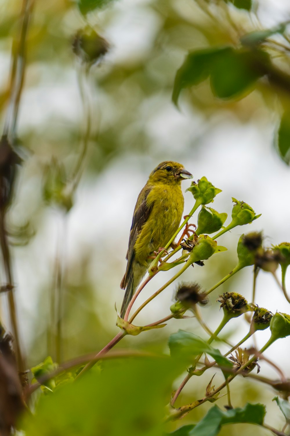 a yellow bird sitting on top of a tree branch