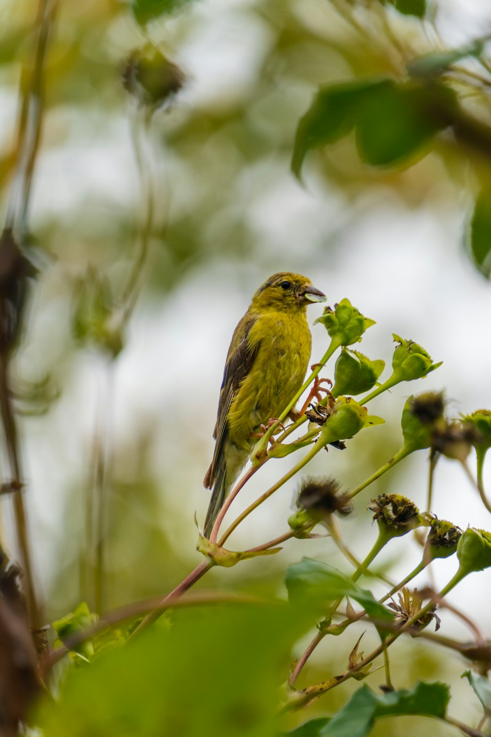 un oiseau jaune assis au sommet d’une branche d’arbre