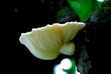 A large, cream-colored mushroom growing on the side of a moss-covered tree trunk in a forest setting. The mushroom's gills are visible, fanning out from the thick stem. Soft light filters through the canopy, creating a serene and natural atmosphere.