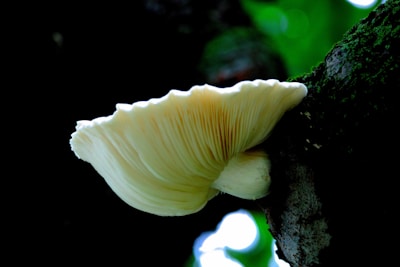 A large, cream-colored mushroom growing on the side of a moss-covered tree trunk in a forest setting. The mushroom's gills are visible, fanning out from the thick stem. Soft light filters through the canopy, creating a serene and natural atmosphere.