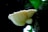 A large, cream-colored mushroom growing on the side of a moss-covered tree trunk in a forest setting. The mushroom's gills are visible, fanning out from the thick stem. Soft light filters through the canopy, creating a serene and natural atmosphere.